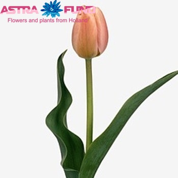 Tulipa Darwinhybride Grp enkel 'Ollioules' fotografie