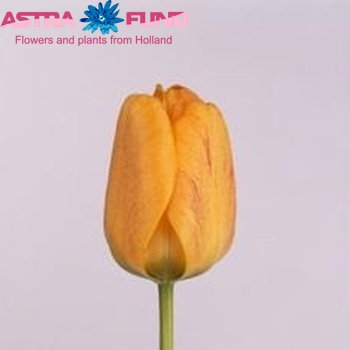 Tulipa Darwinhybride Grp enkel 'Orange Lion' fotografie