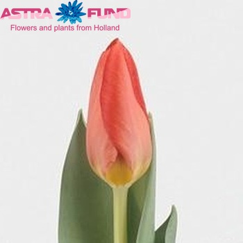 Tulipa Darwinhybride Grp enkel 'Orania' fotografie