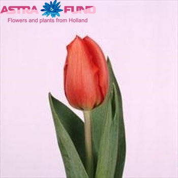 Tulipa Darwinhybride Grp enkel 'Oranje Zon' fotografie