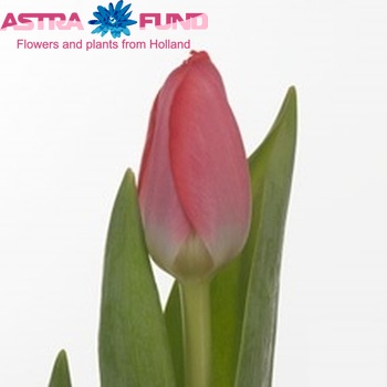 Tulipa Darwinhybride Grp enkel 'Pink Westfrisian' fotografie