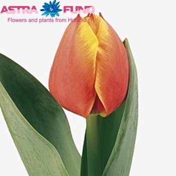 Tulipa Darwinhybride Grp enkel 'Royal Ad Rem' fotografie