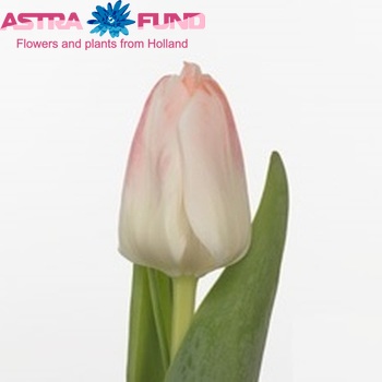 Tulipa Darwinhybride Grp enkel 'Sweet Corres' fotografie