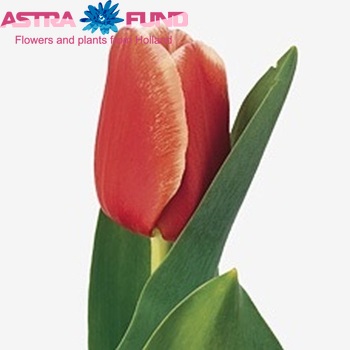 Tulipa Darwinhybride Grp enkel 'Talent' fotografie