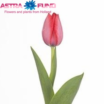 Tulipa Darwinhybride Grp enkel 'Trick' fotografie