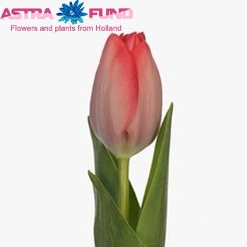 Tulipa Darwinhybride Grp enkel 'Van Eijk' fotografie