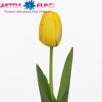 Tulipa Darwinhybride Grp geplukt met blad 'Beauty of Parade' fotografie