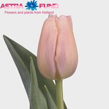 Tulipa Darwinhybride Grp geplukt met blad 'Ollioules' fotografie