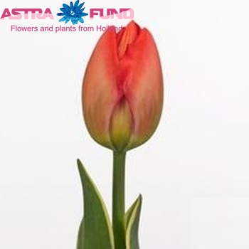 Tulipa Darwinhybride Grp geplukt met blad 'Parade Design' fotografie