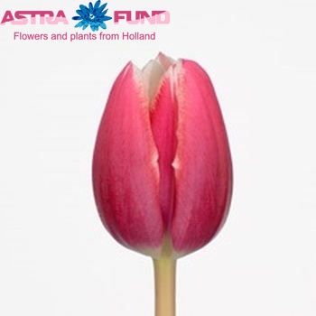 Tulipa Debutante fotografie