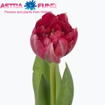 Tulipa 'Double Cadillac' fotografie