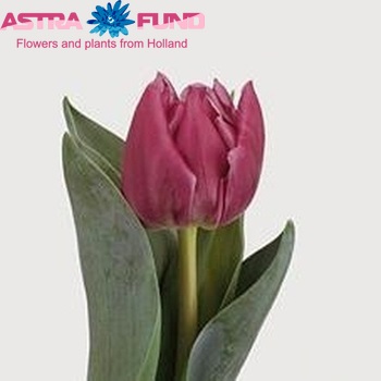 Tulipa Double Princess foto