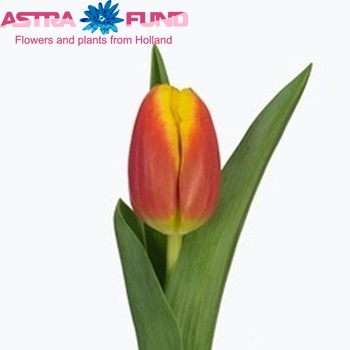 Tulipa Dow Jones foto
