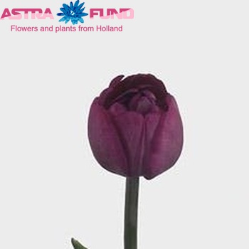 Tulipa dubbel 'Abigail' foto