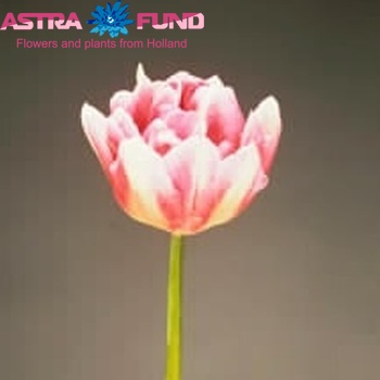 Tulipa dubbel 'Beauty of Peach Blossom' foto