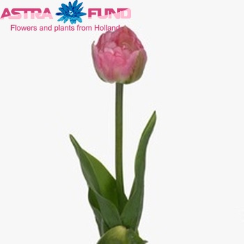 Tulipa dubbel 'Daladier' foto