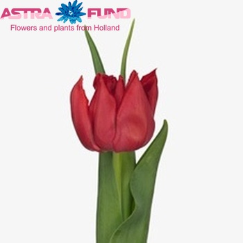 Tulipa dubbel 'Double Lion' foto