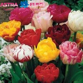 Tulipa dubbel gemengd foto