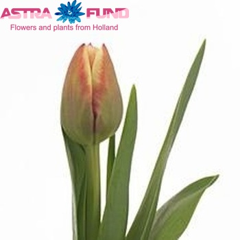 Tulipa dubbel 'Gerbrand Kieft' foto