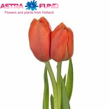 Tulipa dubbel 'Monnee' foto