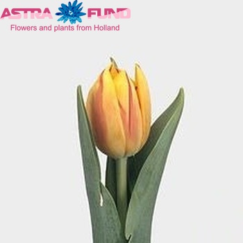 Tulipa dubbel 'Monsella' foto