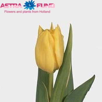 Tulipa dubbel 'Monte Beau' foto