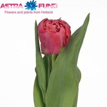 Tulipa Dubbele Late Grp dubbel 'Adore' zdjęcie