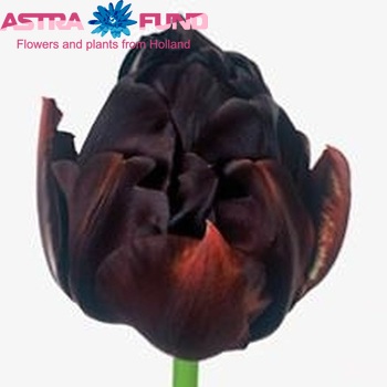 Tulipa Dubbele Late Grp dubbel 'Black Hero' zdjęcie