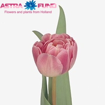 Tulipa Dubbele Late Grp dubbel 'Endless Love' fotografie