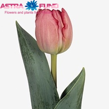 Tulipa Dubbele Late Grp dubbel 'Final Star' fotografie
