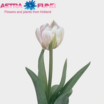 Tulipa Dubbele Late Grp dubbel 'Finola' fotografie