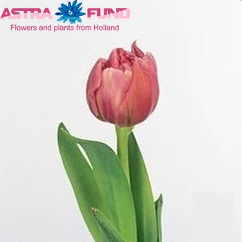 Tulipa Dubbele Late Grp dubbel 'Fiona' fotografie