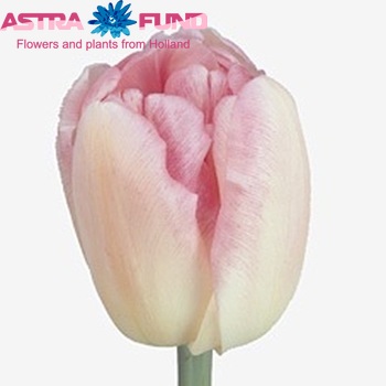 Tulipa Dubbele Late Grp dubbel 'Foxtrot' fotografie