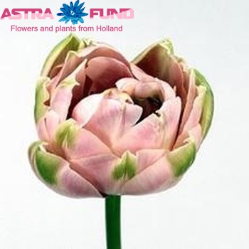 Tulipa Dubbele Late Grp dubbel 'Frappant' fotografie