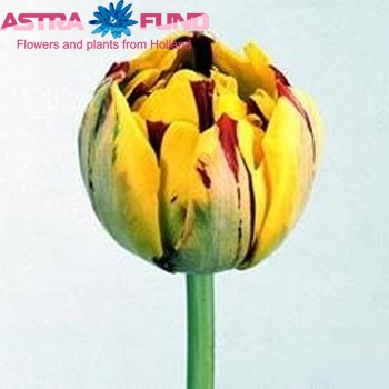 Tulipa Dubbele Late Grp dubbel 'Golden Nizza' fotografie