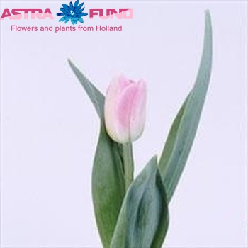 Tulipa Dubbele Late Grp dubbel 'Granda' fotografie