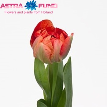 Tulipa Dubbele Late Grp dubbel 'Gudoshnik Double' fotografie