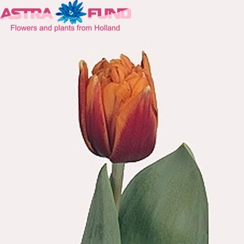 Tulipa Dubbele Late Grp dubbel 'Herman Emmink' fotografie