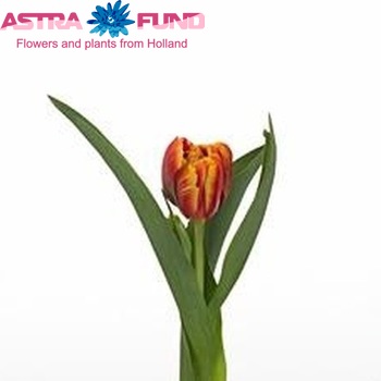Tulipa Dubbele Late Grp dubbel 'High Roler' fotografie