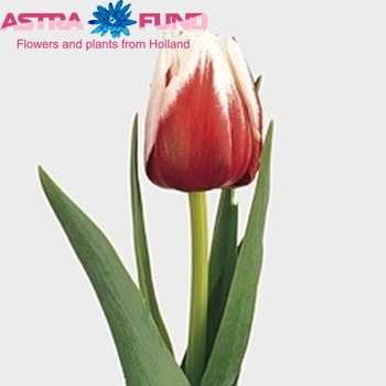 Tulipa Dubbele Late Grp dubbel 'Horizon' fotografie