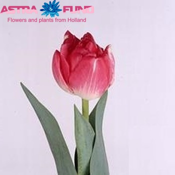 Tulipa Dubbele Late Grp dubbel 'Jamai' fotografie