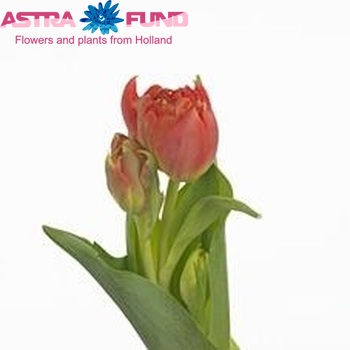 Tulipa Dubbele Late Grp dubbel 'Monte King' fotografie