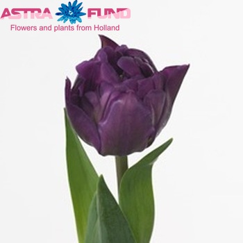 Tulipa Dubbele Late Grp dubbel 'Negrita Double' fotografie
