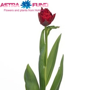 Tulipa Dubbele Late Grp dubbel 'Nelleke' fotografie