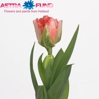 Tulipa Dubbele Late Grp dubbel 'Orange Lady' fotografie