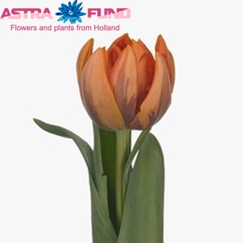 Tulipa Dubbele Late Grp dubbel 'Orange Princess' fotografie