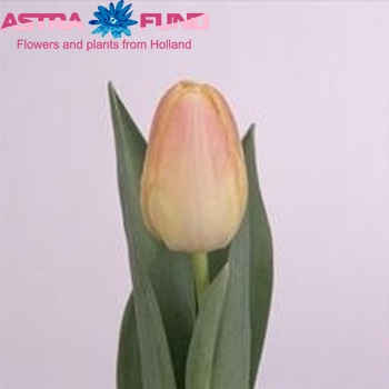 Tulipa Dubbele Late Grp dubbel 'Peach Melba' fotografie
