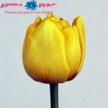 Tulipa Dubbele Late Grp dubbel 'Peter Glemser' fotografie