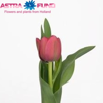 Tulipa Dubbele Late Grp dubbel 'Pink Solution' fotografie