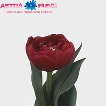 Tulipa Dubbele Late Grp dubbel Prominence Double fotografie